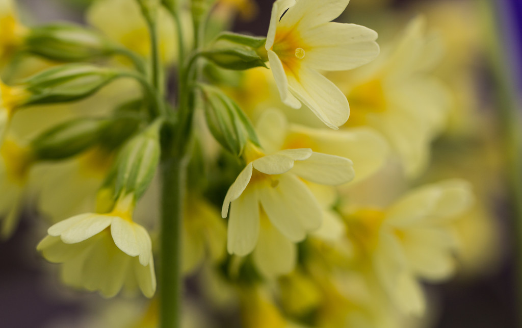 Cowslips by jankoos