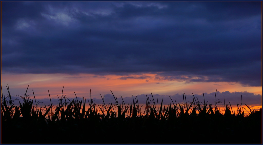 Sunrise over the maize by dide