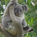 my home by koalagardens