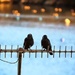 Love Birds by swillinbillyflynn