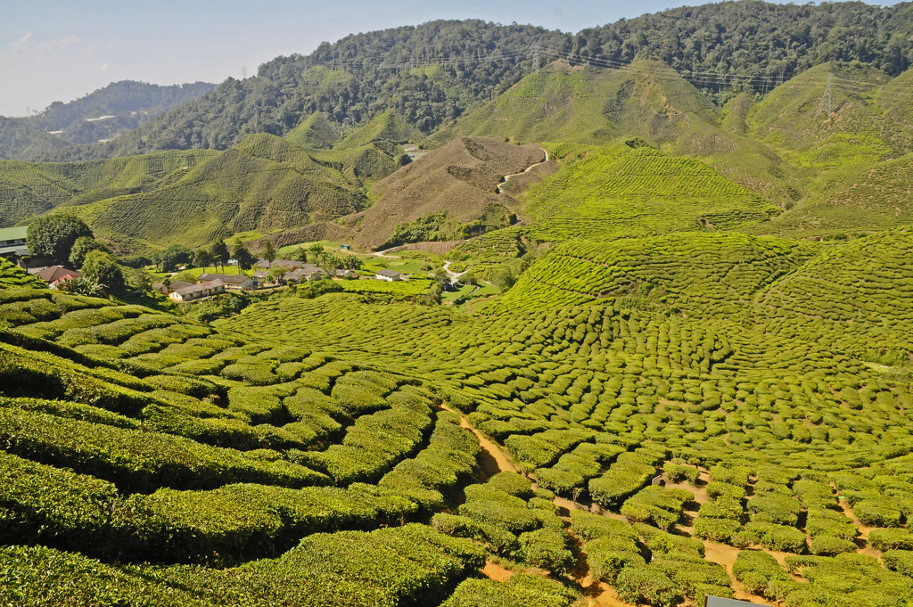 BOH tea plantation by ianjb21