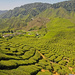 BOH tea plantation by ianjb21