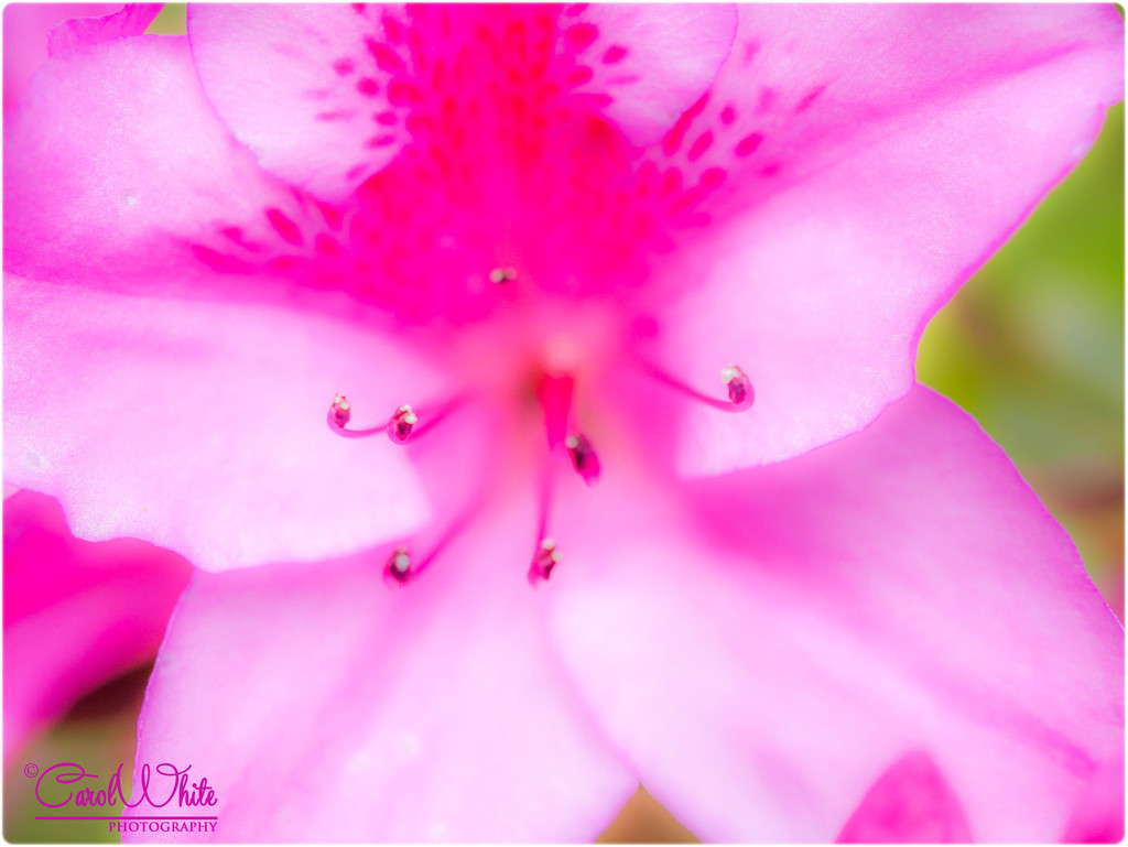Pretty In Pink (Azalea) by carolmw