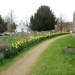 Daffodils by g3xbm