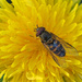 Hover Fly by philhendry
