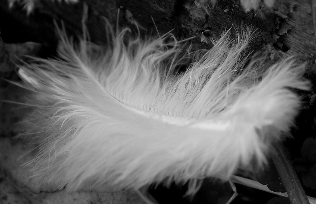 Feather by flowerfairyann
