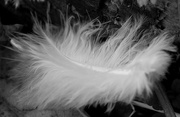 15th Mar 2016 - Feather