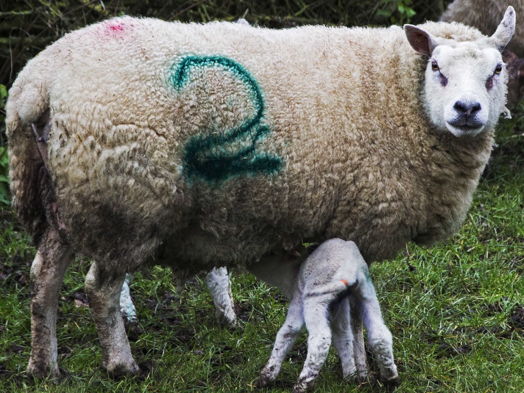 Hello ewe two! by shepherdman