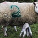 Hello ewe two! by shepherdman