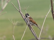 12th Mar 2016 -  Reed Bunting (male)