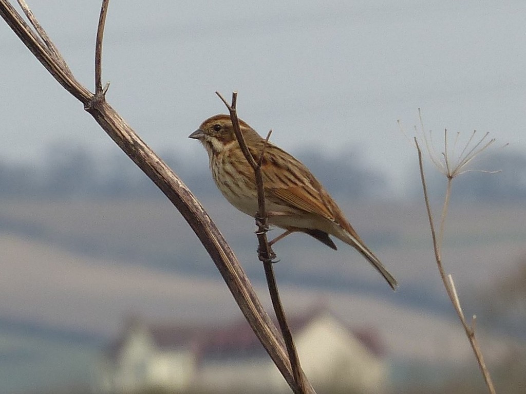  Reed Bunting (female)  by susiemc