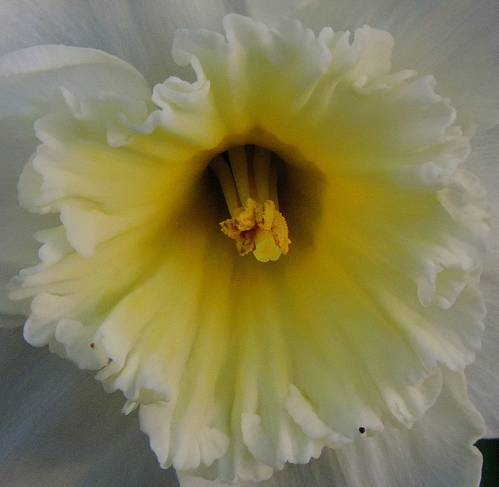 Yellow center of a daffodil by homeschoolmom