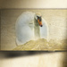 Swan Filler by tonygig