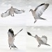Dancing on ice.. well, snow! by blightygal