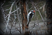 15th Mar 2016 - Downy Woodpecker