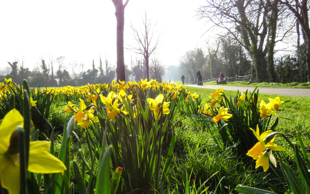 Daffodils' eye view... by m2016