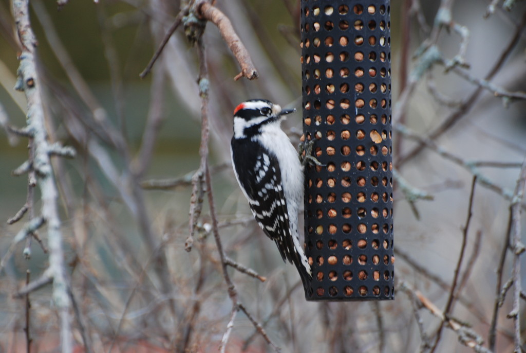 Downy Woodpecker by farmreporter