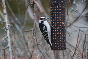 15th Mar 2016 - Downy Woodpecker