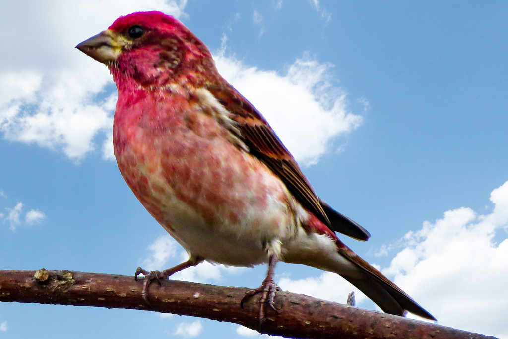 Such a Vivid Red on this Purple Finch by milaniet