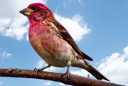 15th Mar 2016 - Such a Vivid Red on this Purple Finch