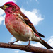 Such a Vivid Red on this Purple Finch by milaniet