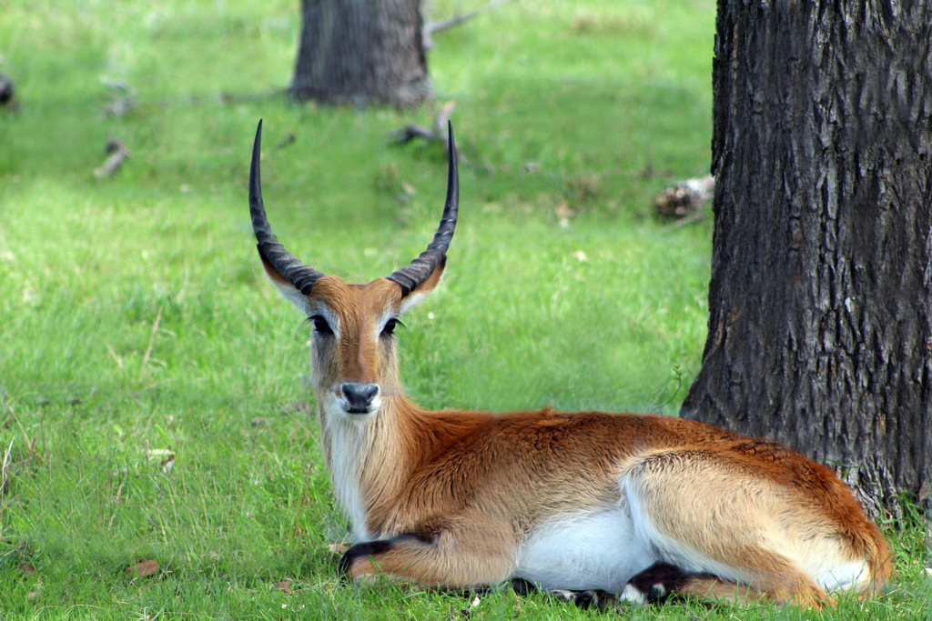 Resting Antelope by gaylewood