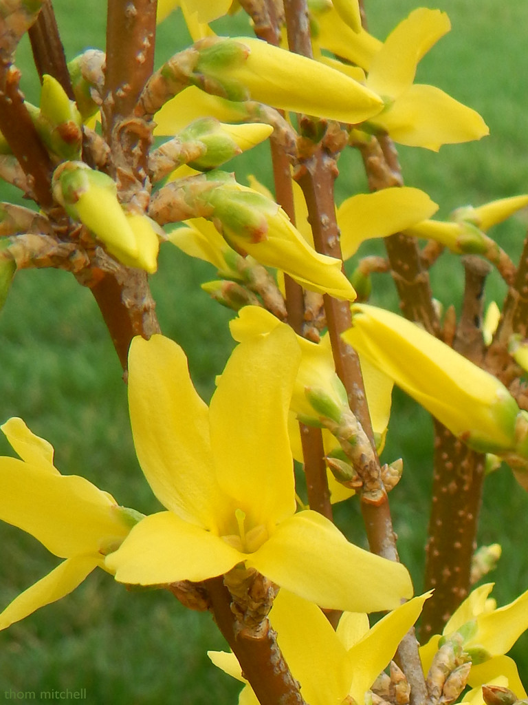 Forsythia (in the Olive tree family) by rhoing