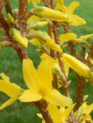13th Mar 2016 - Forsythia (in the Olive tree family)