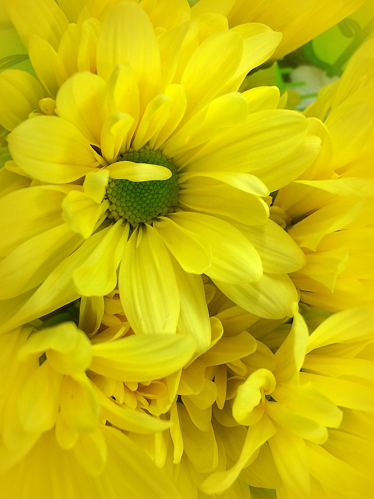 Yellow flowers by homeschoolmom