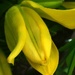 Yellow tulip by homeschoolmom