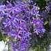 Lilacs by kdrinkie
