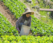 13th Mar 2016 - working on the vegetable crops