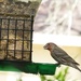 House Finch by mimiducky