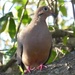 Mourning Dove by mimiducky