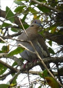 6th Mar 2016 - White-winged dove is back!