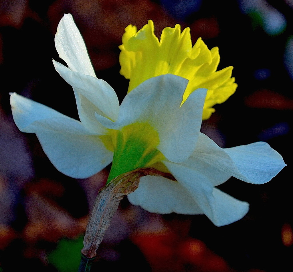 Daffodil, Magnolia Gardens by congaree