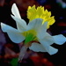 Daffodil, Magnolia Gardens by congaree