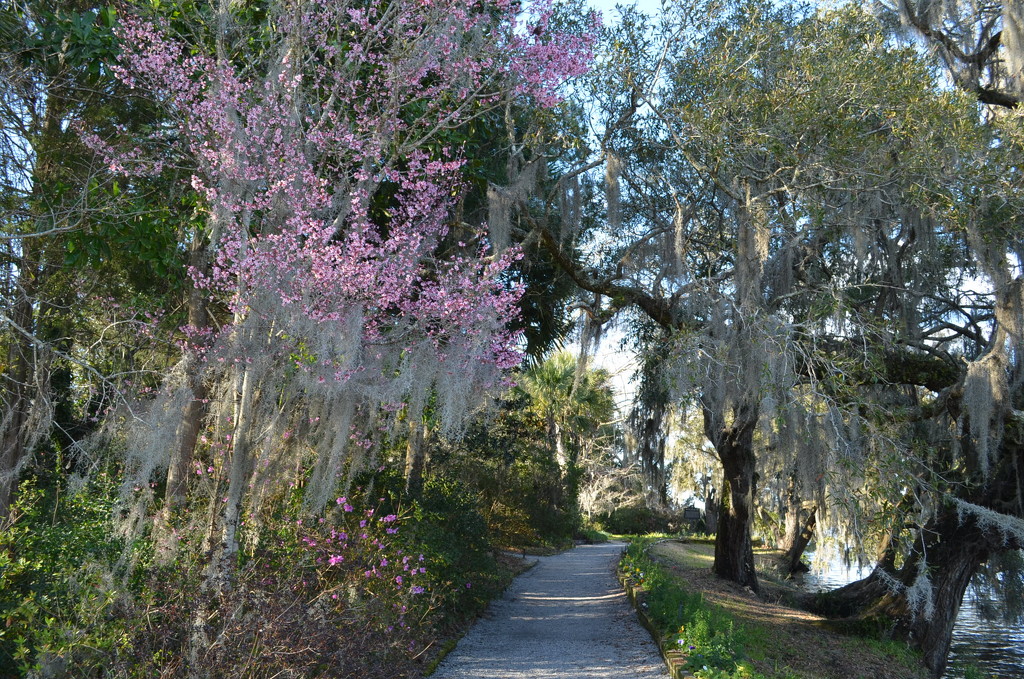 Path along the river earlier this Spring, Magnolia Gardens, Charleston, SC by congaree