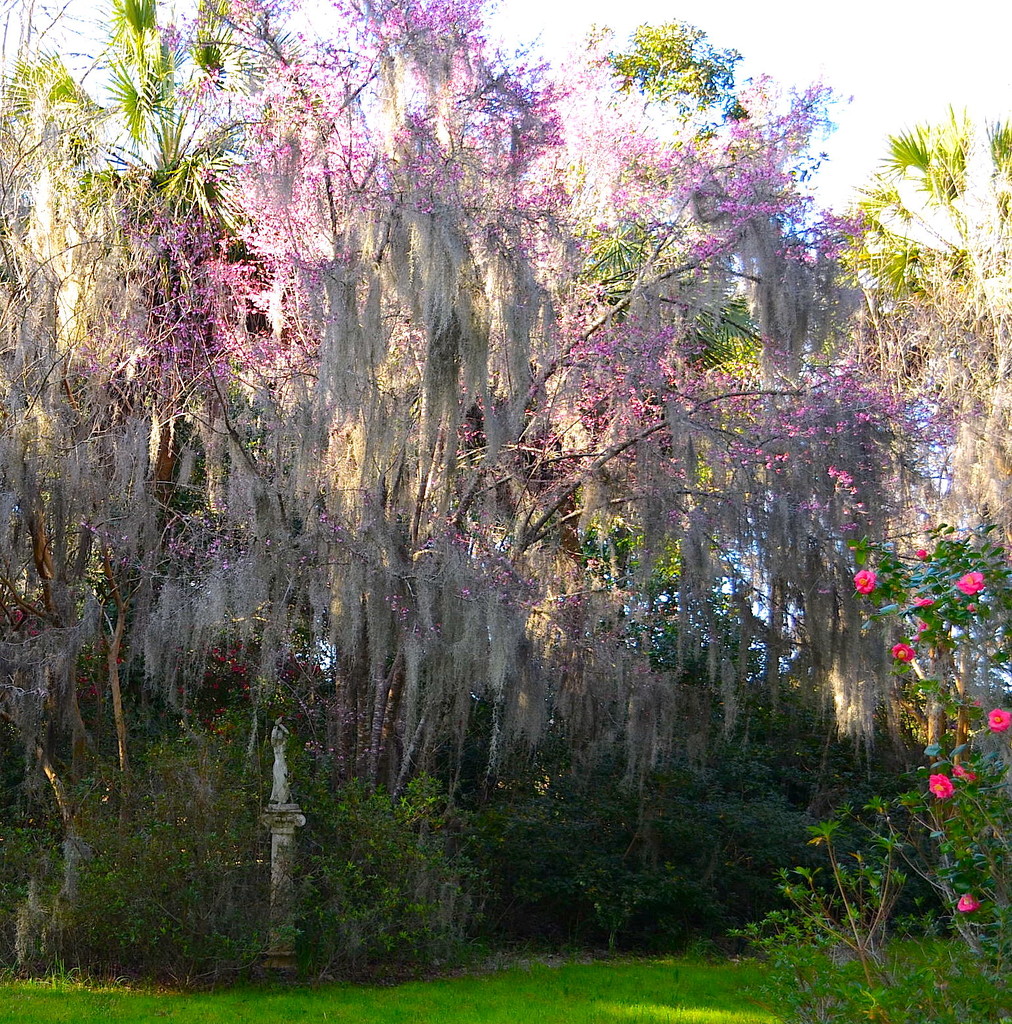 Spring at Magnolia Gardens by congaree