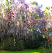 16th Mar 2016 - Spring at Magnolia Gardens