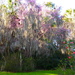 Spring at Magnolia Gardens by congaree