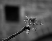 15th Mar 2016 - Branching Out To Leaf