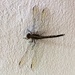 Dragonfly by narayani