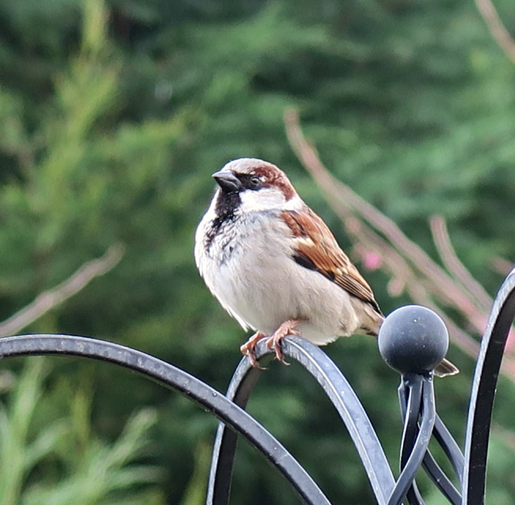 Just a Little Sparrow. by wendyfrost