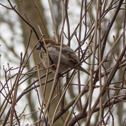 15th Mar 2016 - Male House Sparrow in Branches