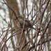 Male House Sparrow in Branches by rminer