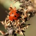 Ladybird by orchid99