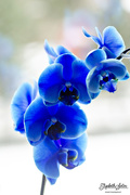 16th Mar 2016 - Blue orchid