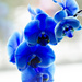 Blue orchid by elisasaeter