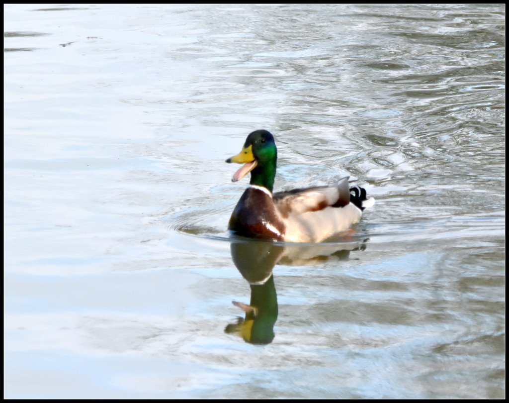 Quack quack by rosiekind